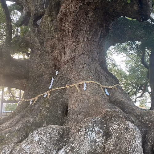 sacred tree ...