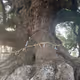 sacred tree ...