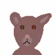 Sad Cat Club - NFT - old