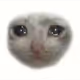 Sad catz