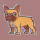 sad frenchies