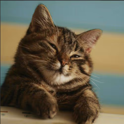 Sad cat Alex
