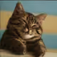 Sad cat Alex