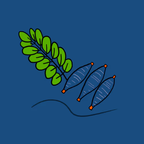 SakonnakhonNFTs Collection