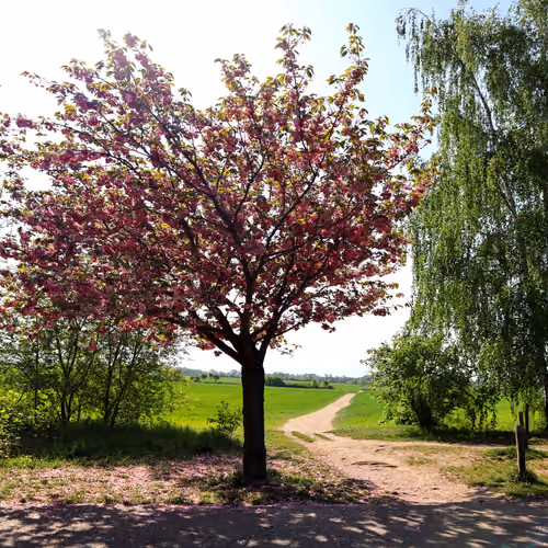 Sakura Avenue
