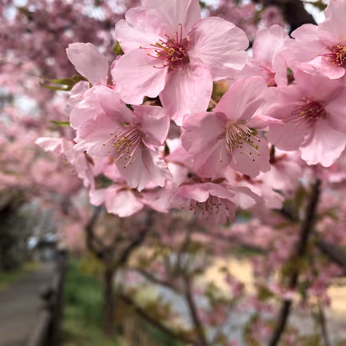 Sakura - Cherry - old