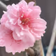 Sakuras