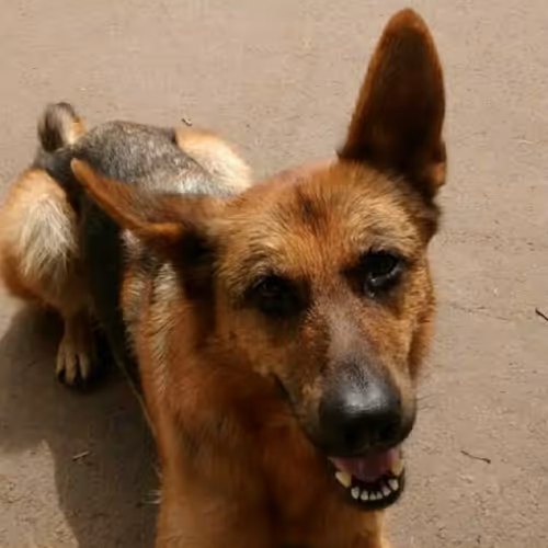 Sam the German shepherd