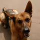 Sam the German shepherd