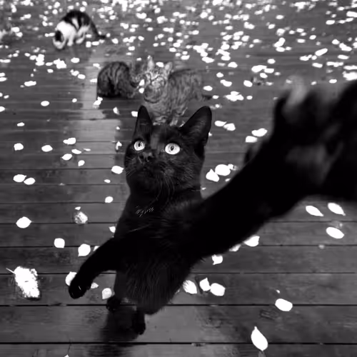 STRAY_CATS - old