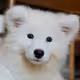Samoyed Puppy meme