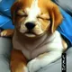Sandman's Puppy Portraits