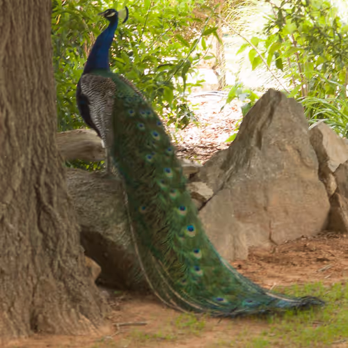 Peacock turned backwards (Sandra Hartsell)
