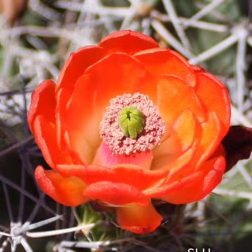 Orange flower  (Sandra Hartsell)
