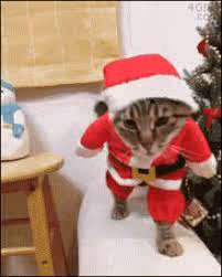 Santa Cats