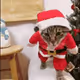 Santa Cats