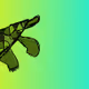 The Turtle I Drew