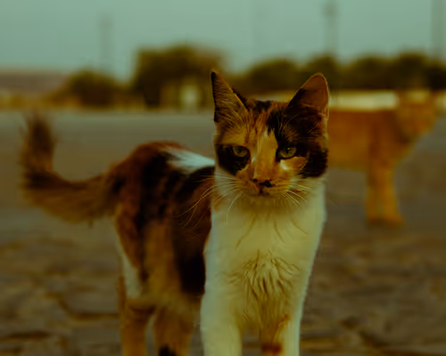 Saudi Cats by T. Casino