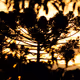 Sunset Lights by Saudujas