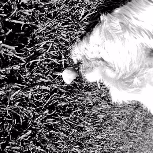 Luv Nature - Collection 1 - old