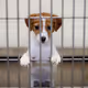 Save The Pups - old