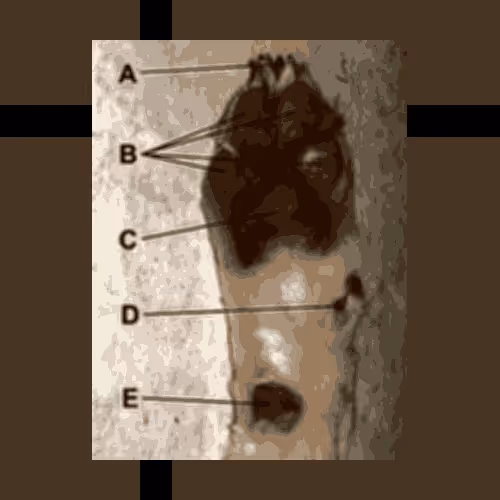 Scanner Barkly V2