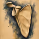 scapula