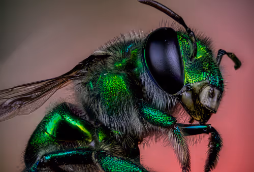 Scared little big bee