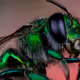 Scared little big bee