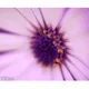 Scented Stills