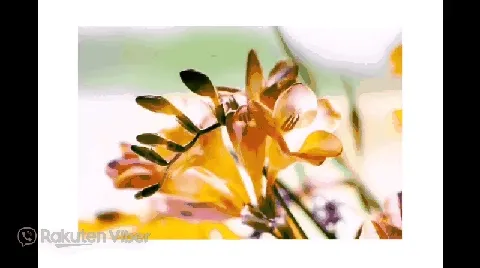 Scented Stills