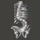 Scoliosis-Spine with graceful movements