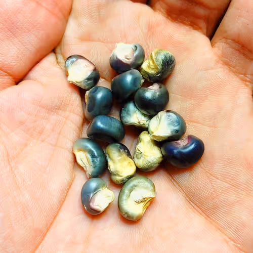 S.D.L.A. Heirloom Seeds