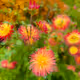 SE Art - Flowers