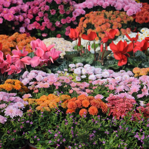 Sea of Flowers