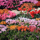 Sea of Flowers