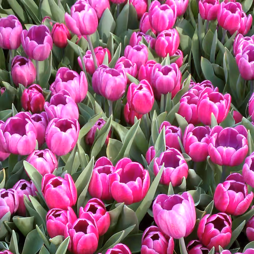 Sea of Tulips