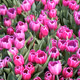 Sea of Tulips