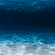 SeaBreeds