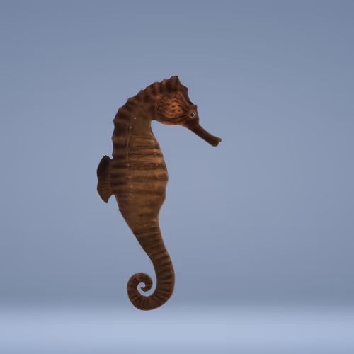 seahorse aquarium - old
