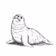Seal Sketch