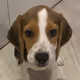 SeamusTheBeagle