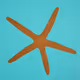SEA SHAPES - old V2