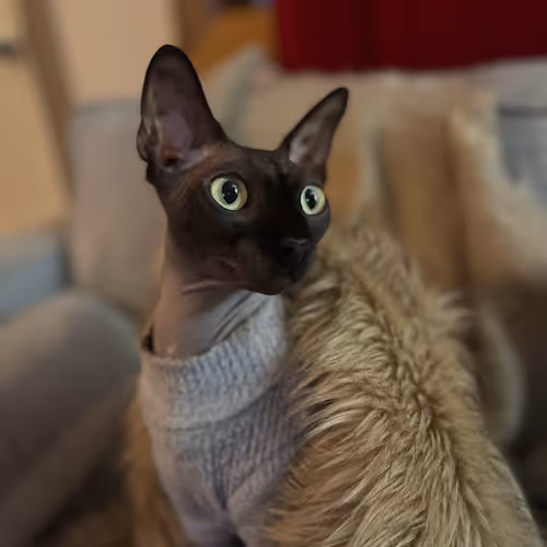 Seasons of Cat