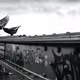The Witness | Sebnem Koken