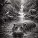 Secret Society of Hippos