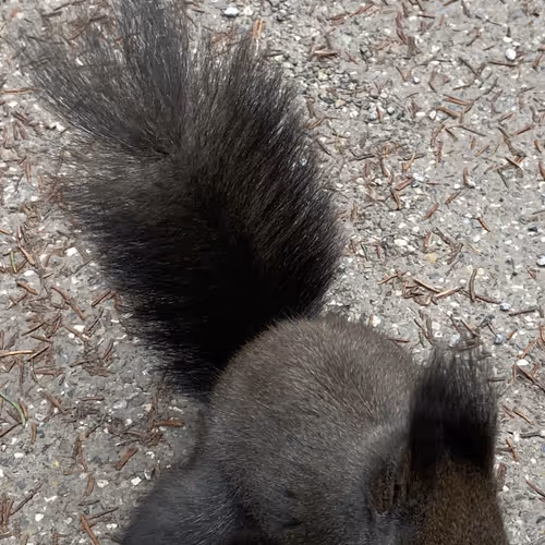 See Squirrels