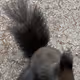 See Squirrels