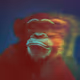 See the Monkey Collection