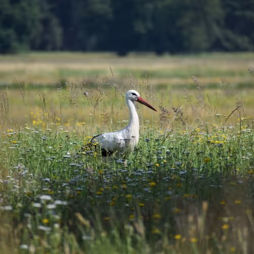 Selbstgemachte Naturbilder